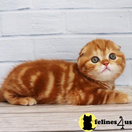 kittygoals95 Picture 1